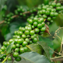 Load image into Gallery viewer, Oak-Smoked Kampot Pepper ⭐️ GREAT TASTE 2025